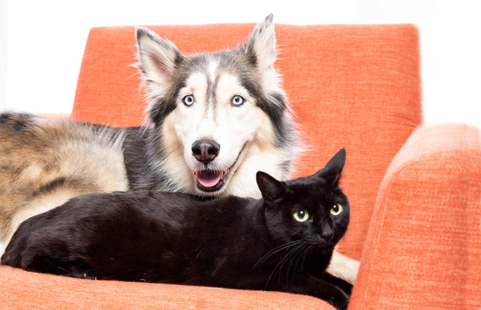 Meet the Furry Family of Beadaholique!