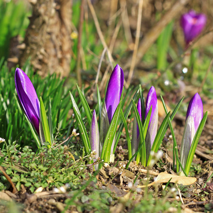 Hello Spring! Flowers All Around