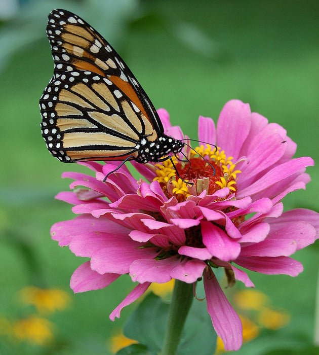 March 14th: National Learn About Butterflies Day!