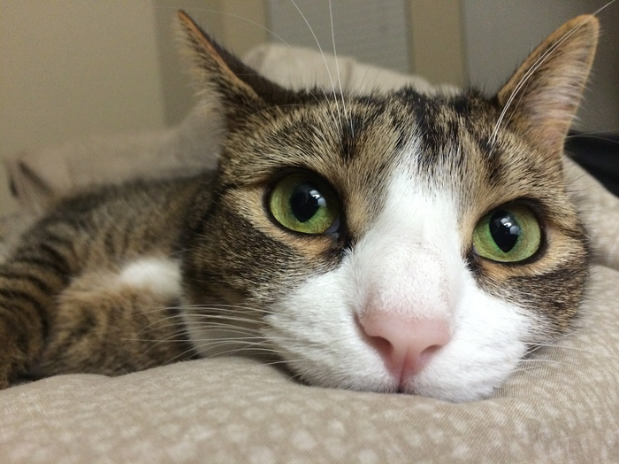 Cats! Because Sometimes You Just Need Cute Cats in Your Life