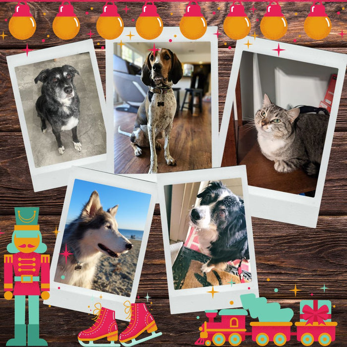 Make Customized Gifts for Your Furry Loved Ones