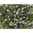Matubo SuperDuo 2 x 5mm Matte Olivine Vitral 2-Hole Seed Bead 2.5-Inch Tube